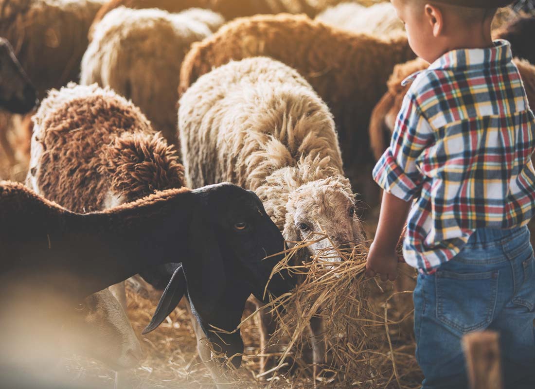 Livestock Mortality Insurance - Son With Hay Trying to Take Care and Feed the Sheep and Goats in a Countryside Farm